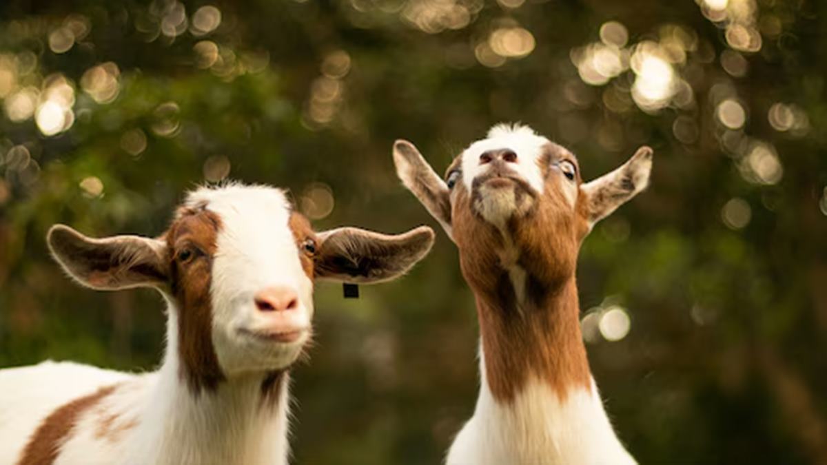 From Yoga Mats To Goat Snacks: Employee's Wellness Hack Delights Boss