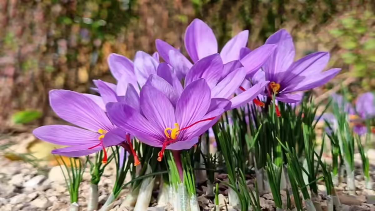 Ludhiana MBA graduates ditch 9-5 jobs to grow Kashmir’s ‘red gold’ saffron, sell it for Rs 12 lakh/kg
